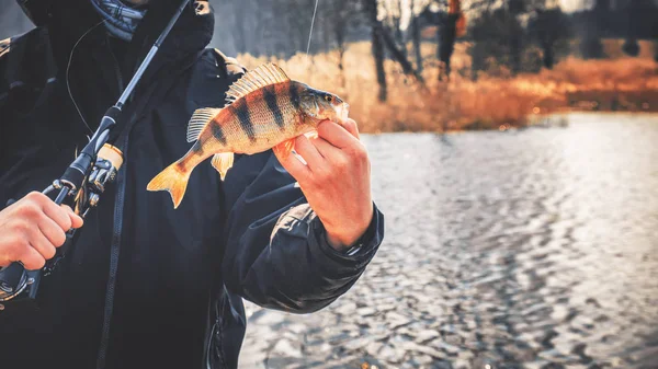 Abborre i sportfångarens hand. Fiske efter mjukt bete. — Stockfoto