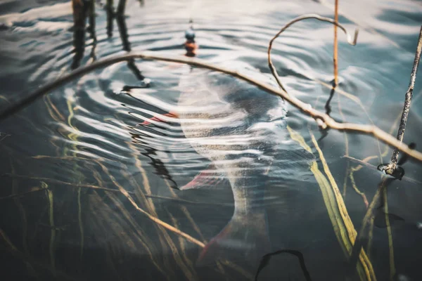 Fishing for perch. Fish in hand fisherman. — Stock Photo, Image