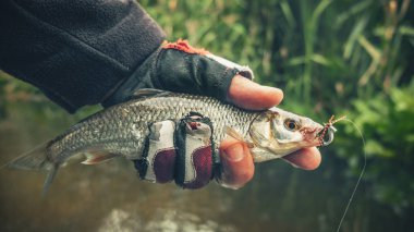 Balıklar sinek avına yakalanır..