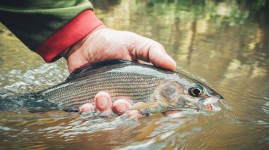 Grayling bir sineğe yakalandı. Sinek avı.