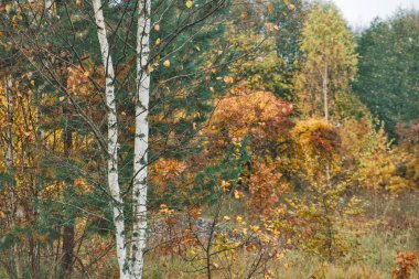 Kırsal bir bahçede ilk kar uçar.