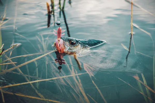 Perch caught on a soft bait. — 스톡 사진