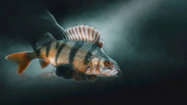 Close-up perch on a black background. — 스톡 사진