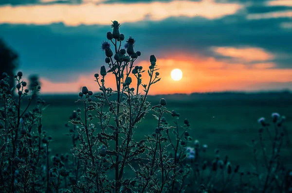 Bush herbe contre le soleil couchant sur l'horizon . — Photo