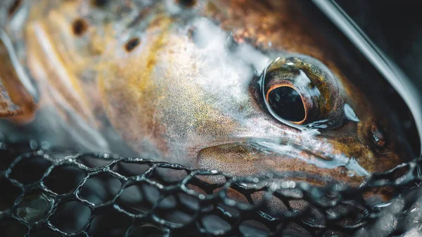 Head of brown trout close-up. — 스톡 사진