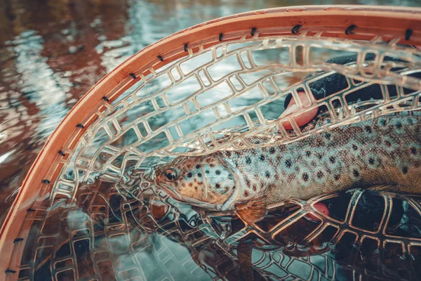 Trout in the hand of angler. Fishing. — 스톡 사진