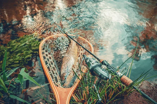 Prachtige bruine forel in visvangnet. Visserijbeginsel "vangst en vrijlating"". — Stockfoto