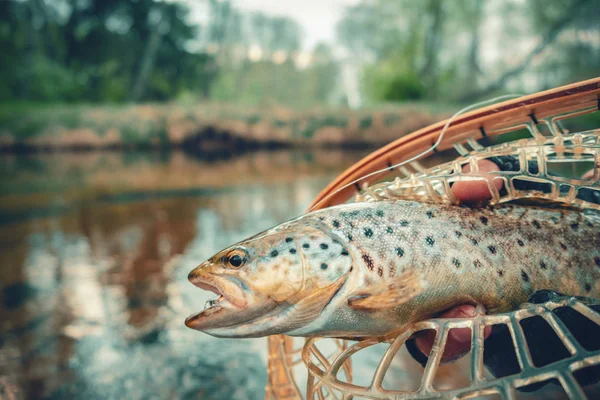 Hermosa trucha marrón en la red de desembarco de pesca. Principio de pesca de "captura y liberación" ". —  Fotos de Stock