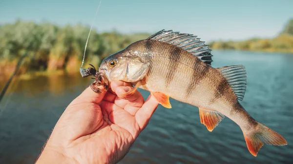 Abborre fångad på spinning. Fiske. — Stockfoto