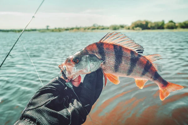 Barsch beim Drehen erwischt. Fischerei. — Stockfoto