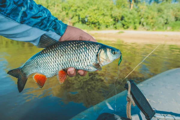 Fisch in der Hand eines Anglers. Chub. — Stockfoto