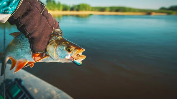 Fisk i handen på en sportfiskare. Asp. — Stockfoto