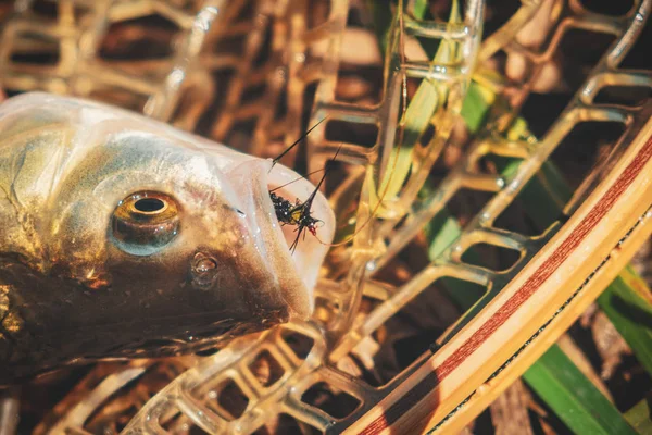 Chub capturado pesca con mosca . —  Fotos de Stock