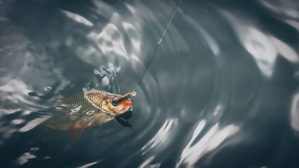 Pescado en el anzuelo. Un moho atrapado en agua dulce . — Foto de Stock