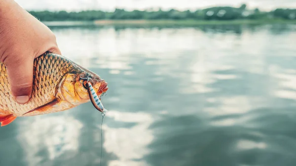 Fish on the hook. A rudd caught in fresh water.