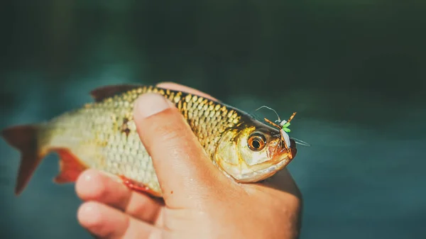 Fish on the hook. A rudd caught in fresh water. — 스톡 사진