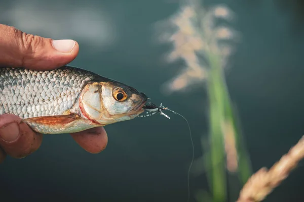 Fische, die im Flug gefangen werden. Fischerei nach der Methode der Tenkara- und Fliegenfischerei. — Stockfoto