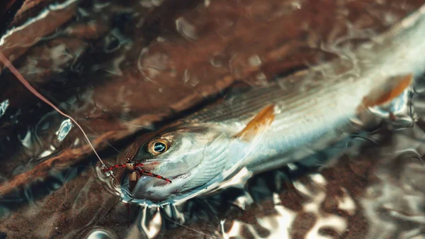 Grayling atrapado en la mosca. Pesca Tenkara . —  Fotos de Stock