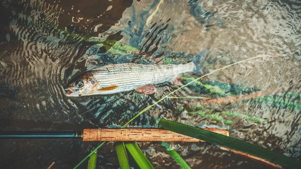 Grayling attrapé à la volée. Tenkara pêche . — Photo