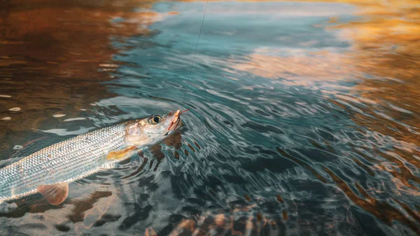 Grayling caught on the fly. Tenkara fishing. — 스톡 사진