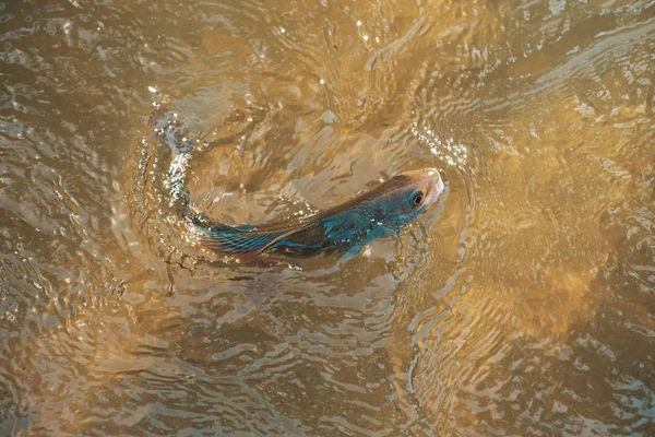 Grayling pego na mosca. Pesca do Tenkara . — Fotografia de Stock