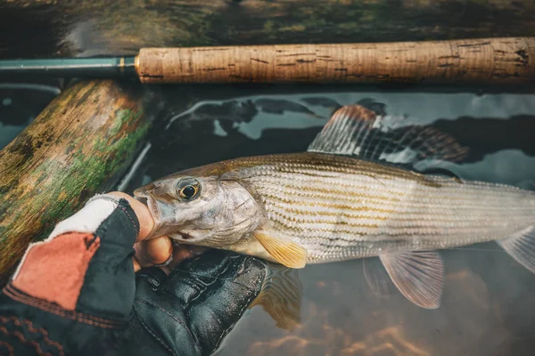 Grayling gevangen op de vlieg. Visserij in Tenkara. — Stockfoto