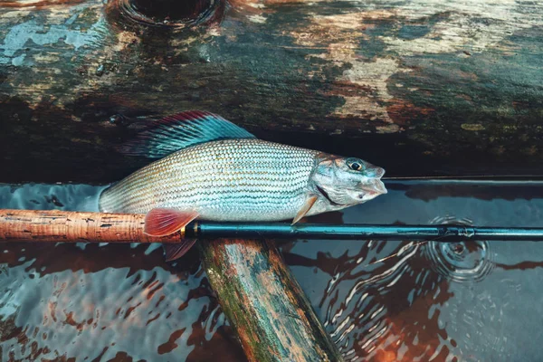 Grayling atrapado en el arroyo. Pesca Tenkara. —  Fotos de Stock