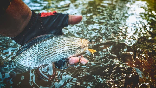 Grayling catturato al volo. Pesca di Tenkara . — Foto Stock