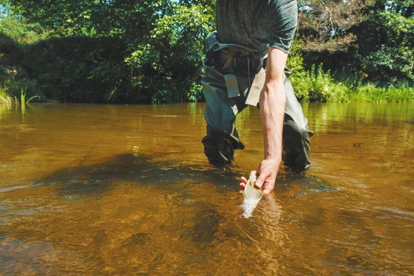 Il temolo viene catturato su una mosca secca. Pesca a mosca . — Foto Stock