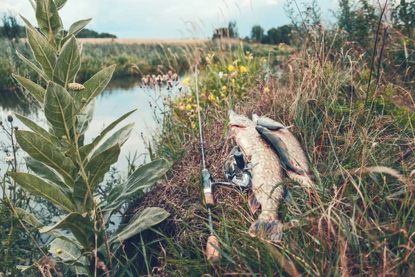 Pike and perch caught by the angler lie on the bank of the river, next to the rod. — 스톡 사진