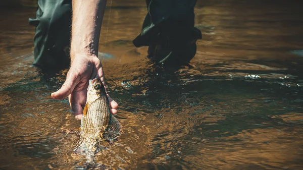 Грейлинг попался на сухой мухе. Fly Fishing . — стоковое фото