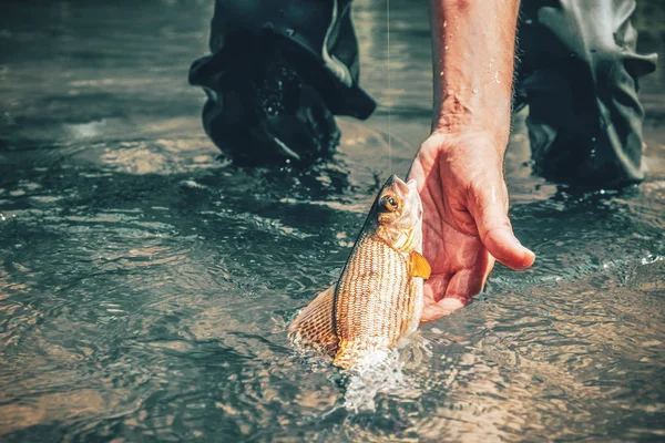 Grayling pris dans le ruisseau. Tenkara pêche. — Photo