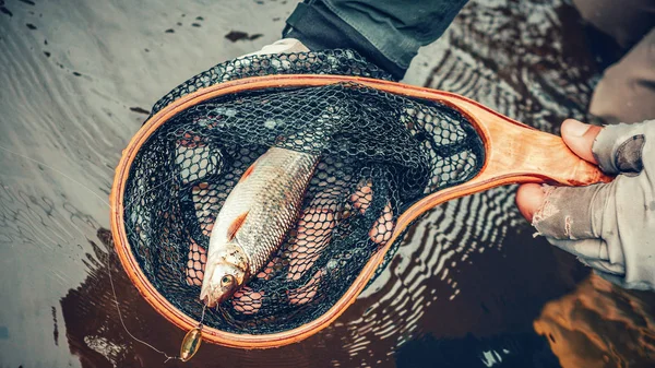 I pesci sono catturati dalla pesca a mosca . — Foto Stock