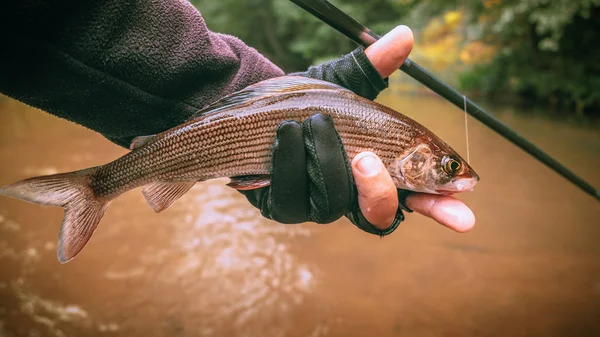 Princip odlovu a vypuštění. Rybaření pro šedivění. — Stock fotografie