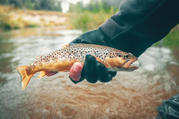 Il principio della cattura e del rilascio. Pesca della trota — Foto Stock