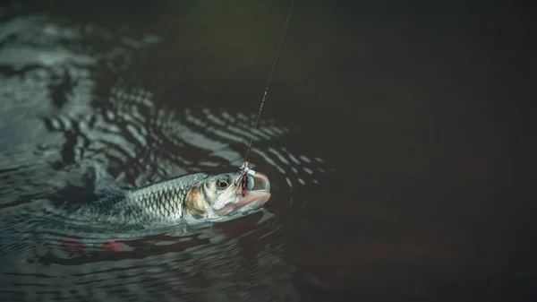 Die Fische werden durch Fliegenfischen gefangen. — Stockfoto
