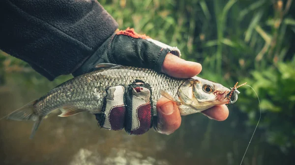 Los peces son capturados por la pesca con mosca . — Foto de Stock