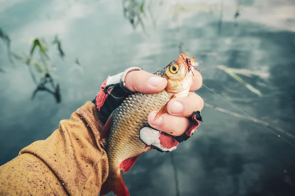 La cucaracha en la mano de un pescador. Pesca con mosca . —  Fotos de Stock