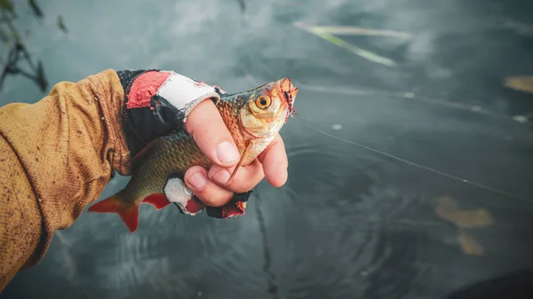 Rotaugen in der Hand eines Fischers. Fliegenfischen. — Stockfoto