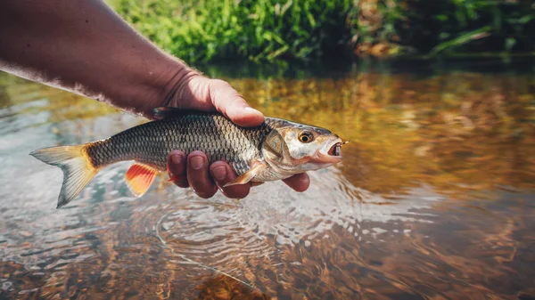 Chub caught on a fly. — Stock Photo, Image