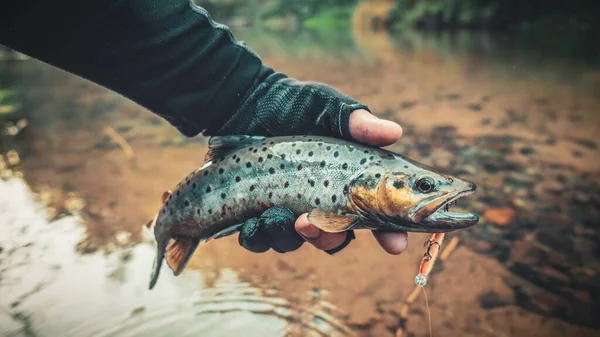 Forellen in der Hand eines Fischers — Stockfoto