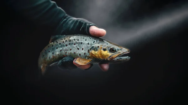 Close-up brown trout in the hand of a fisherman. — 스톡 사진