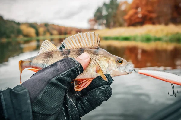 Fische, die im Herbst im Fluss gefangen werden. — Stockfoto