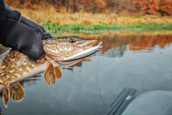 Рыба, пойманная осенью на реке . — стоковое фото