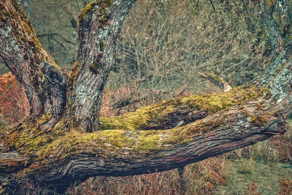 Moss roste na kmeni stromu na podzim. — Stock fotografie