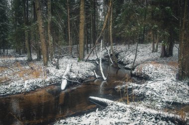 Nehir ormana doğru akar. Sonbaharın sonu.