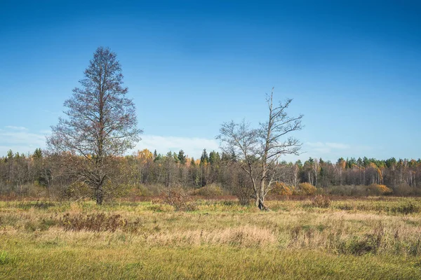 Pole a les v podzimních barvách. — Stock fotografie