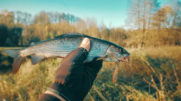 Äsche aus nächster Nähe in der Hand eines Fischers. — Stockfoto