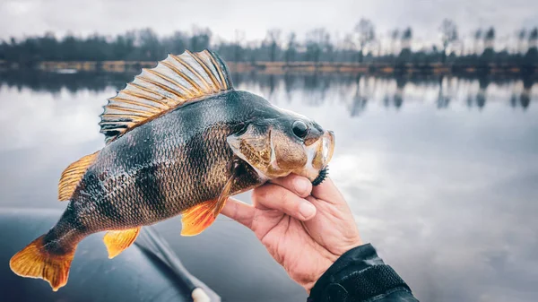 Close-up Barsch in der Hand eines Fischers. — Stockfoto