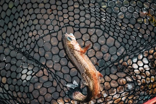 Pesca deportiva trucha arco iris en el lago . — Foto de Stock